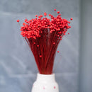 Glixia rouge séché, détail des fleurettes rouges délicates - Flowrette