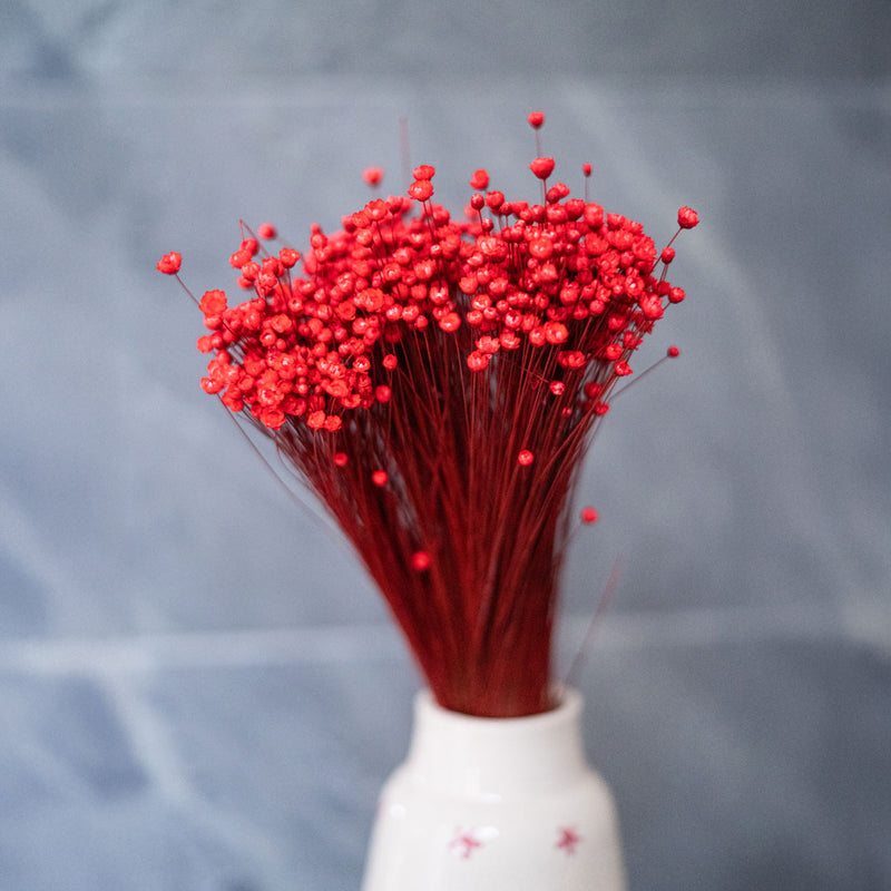 Glixia rouge, vue d'ensemble de la botte de fleurs séchées compacte - Flowrette