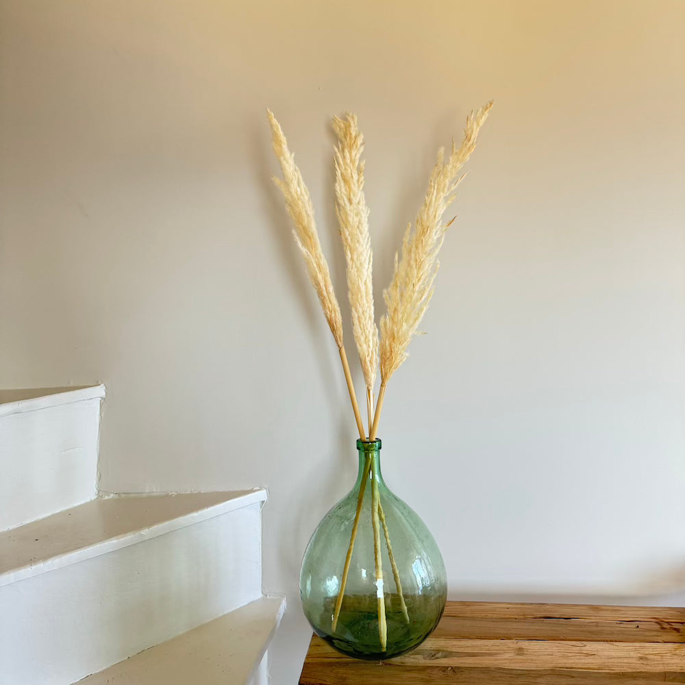 Herbe de la pampa blanche séchée, vue de face - Flowrette