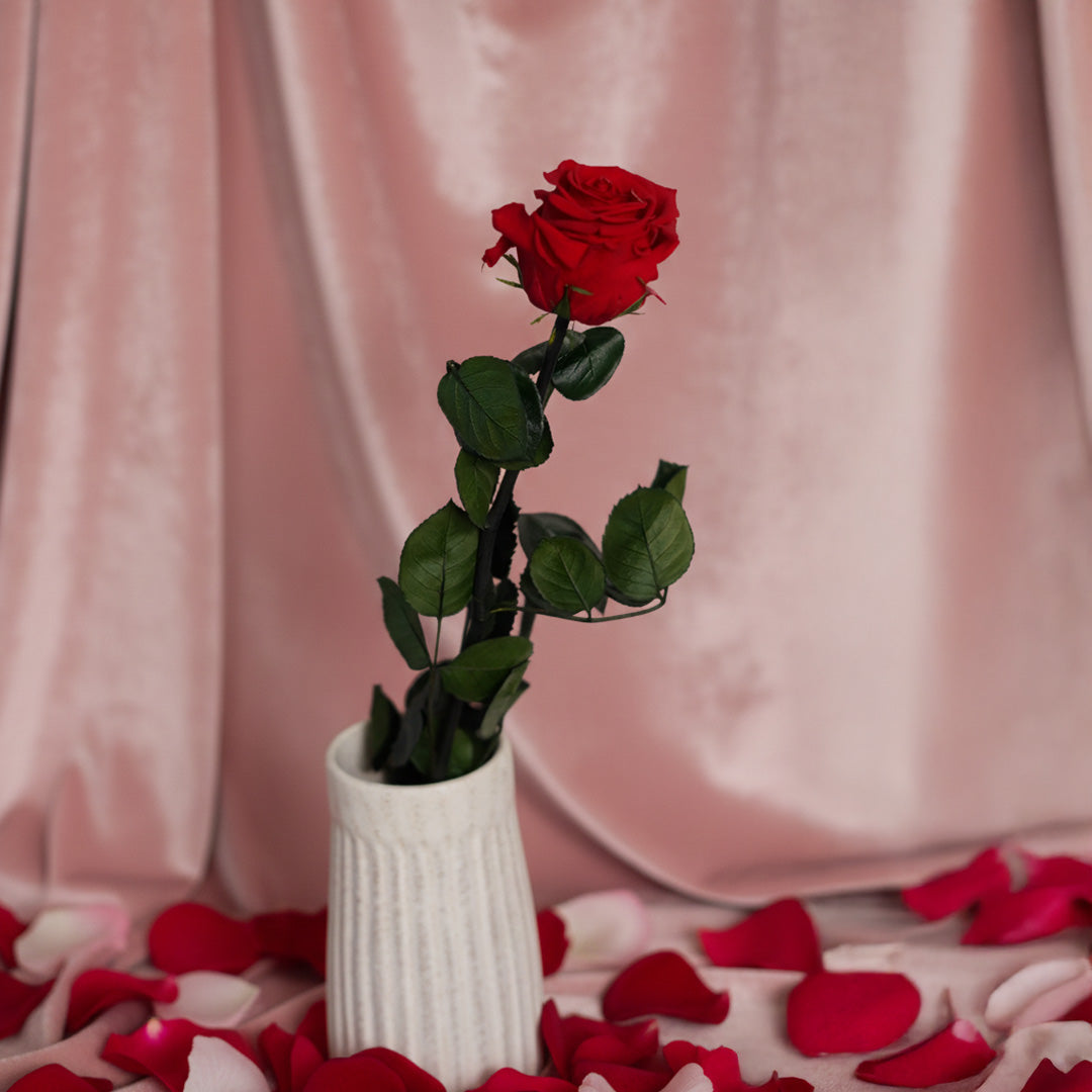 Rose rouge stabilisée