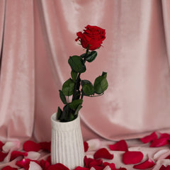 Rosa rossa stabilizzata