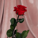 Stabilized red rose