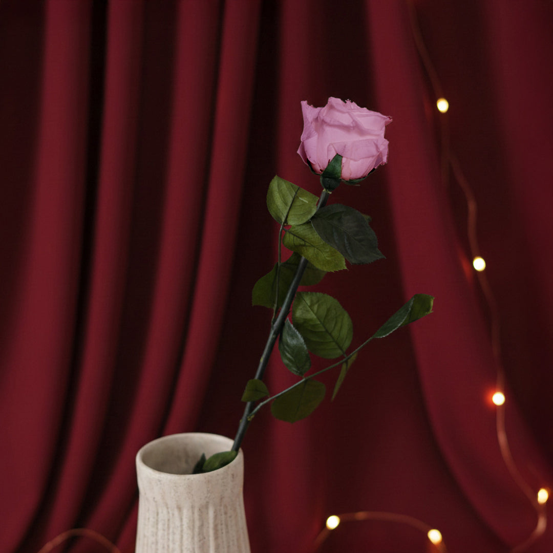 Rose rose stabilisée