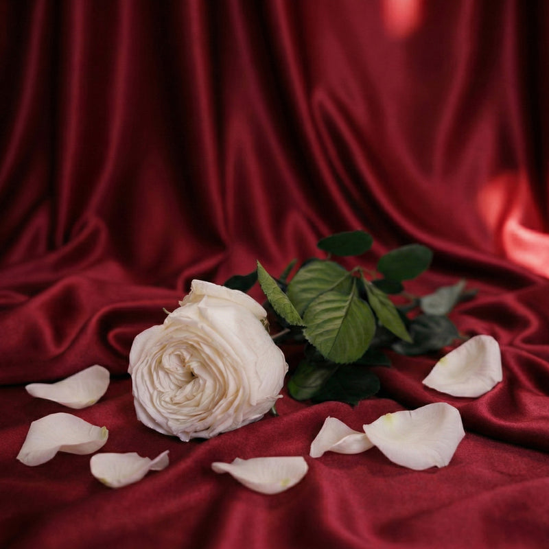 Stabilized white English pink