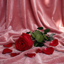 Stabilized red English pink