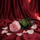 English pink stabilized pink