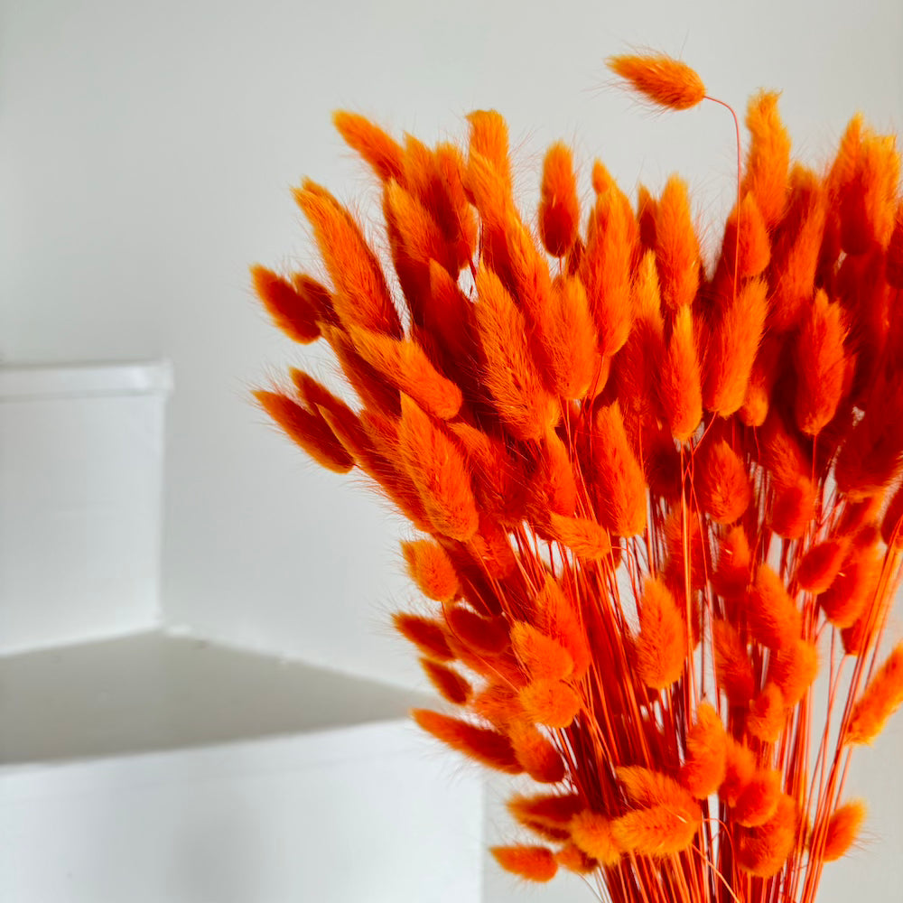 Botte de lagurus séché orange foncé, vue de face - Flowrette