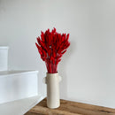 Botte fleurs séchées Lagurus Rouge