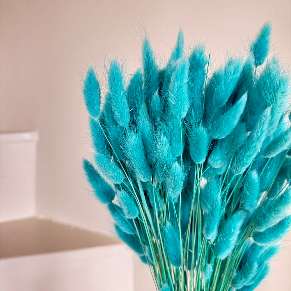 Botte de lagurus séché turquoise, vue de face - Flowrette