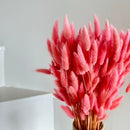 Botte fleurs séchées Lagurus Vieux rose