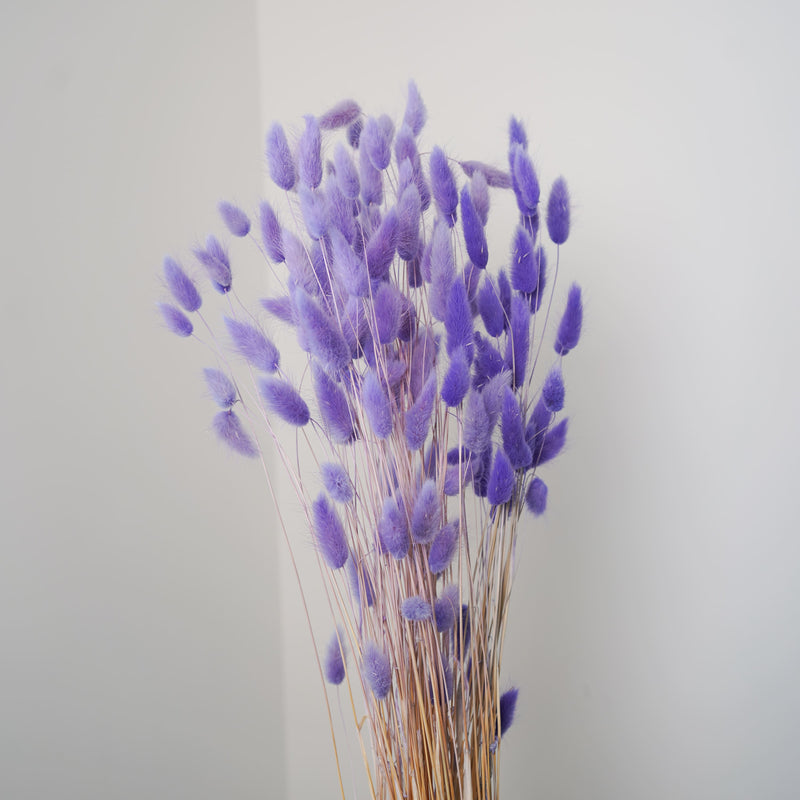 Botte lagurus violet clair - fleurs séchées - Flowrette