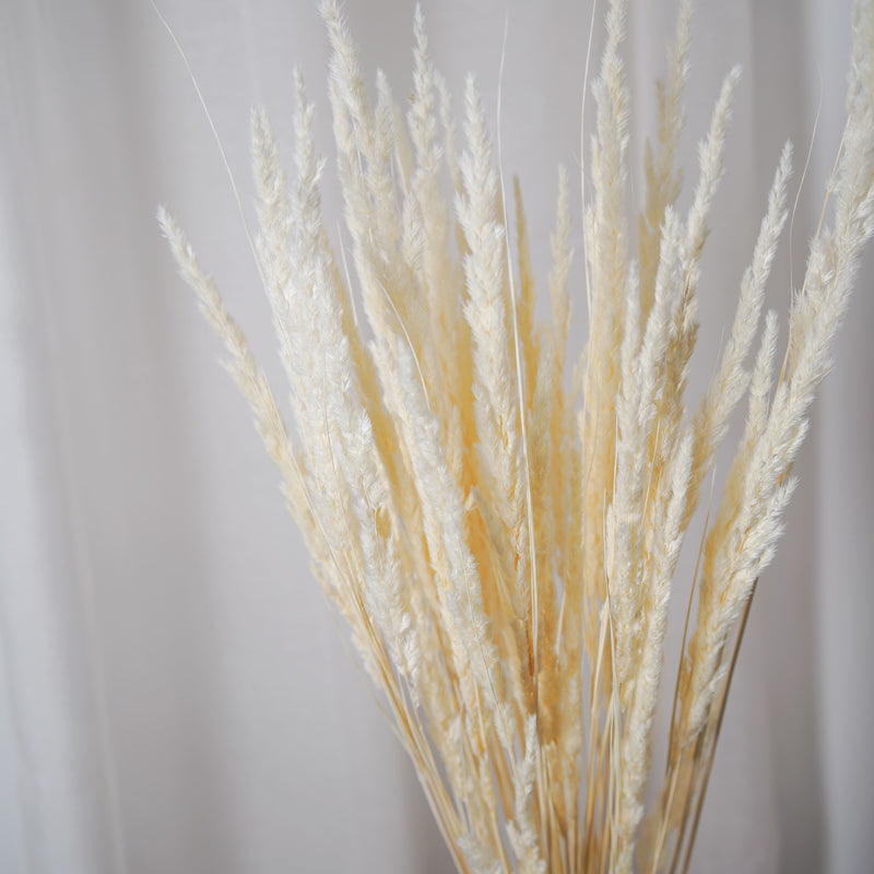 Botte Mappetta blanchi - Flowrette