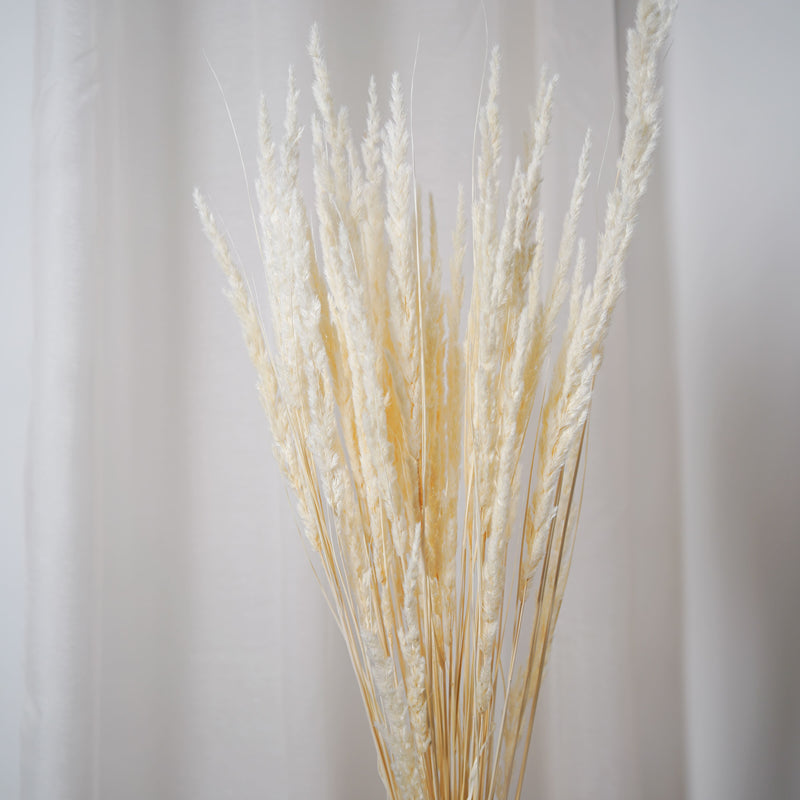 Botte Mappetta blanchi - Flowrette