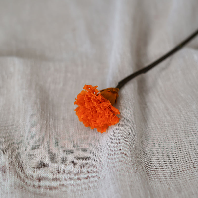 Oeillet orange stabilisé