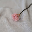 Oeillet rose stabilisé