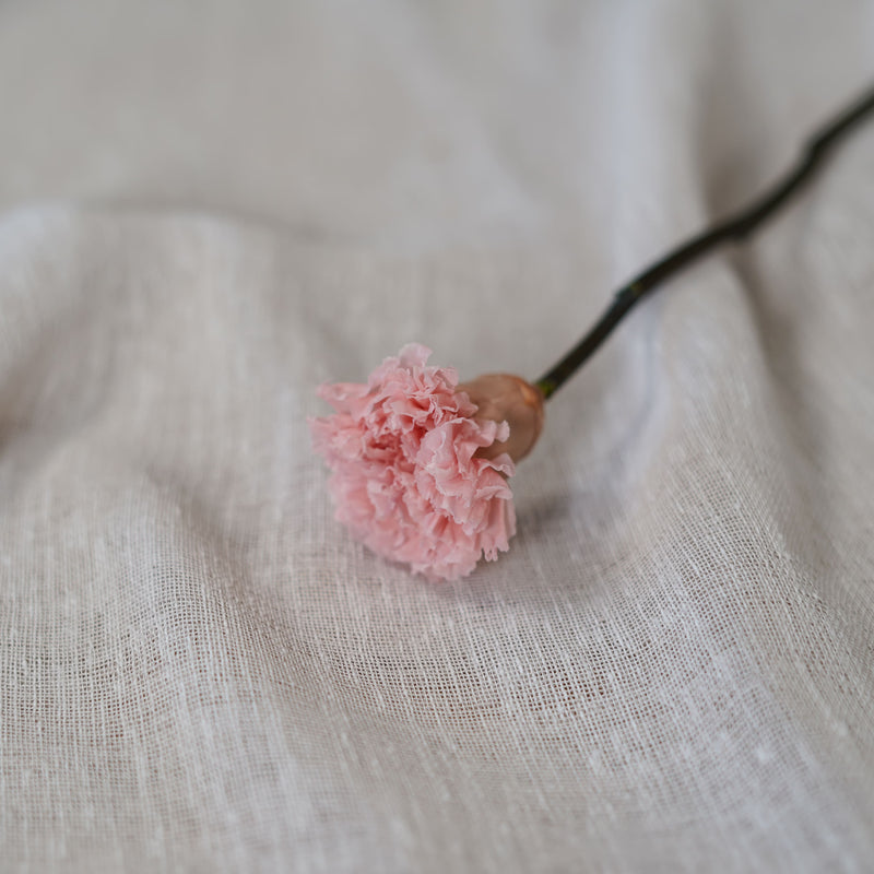 Oeillet rose stabilisé