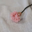 Oeillet rose stabilisé