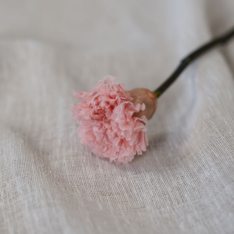 Oeillet rose stabilisé