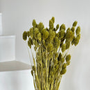 Botte fleurs séchées Phalaris Vert olive