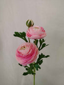 Renoncule rose poudré, détail du cœur et des couches de pétales - Flowrette