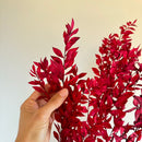 Botte fleurs stabilisées Ruscus Rouge