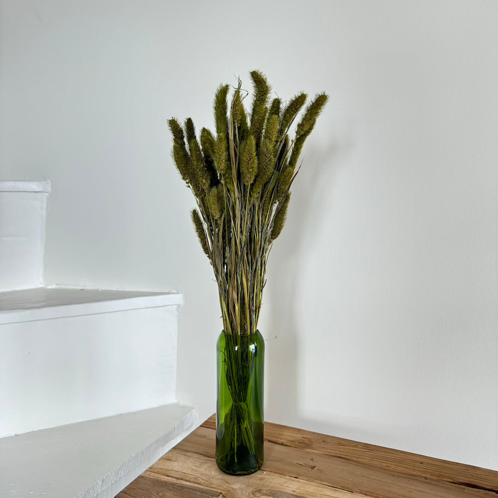 Botte de sétaire séchée vert olive, vue de face - Flowrette