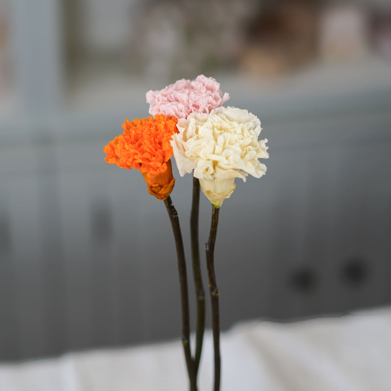 Trio Oeillets stabilisés rose orange blanc