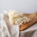 broom-bloom-blanc-botte-fleurs-sechees