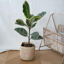 cache-pot-raphia-artisanal-14cm-rose