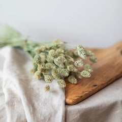 Botte Phalaris naturel