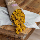 phalaris-seches-flowrette.