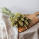 setaire-naturel-botte-fleurs-sechees